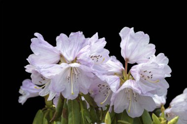 Siyah arka plan - renkli çiçekler açan çalılar ve ağaçlar bahar çiçekleri