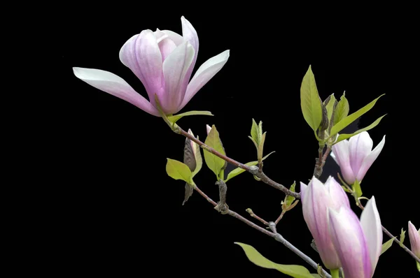 Magnolia Flowers on black background - colorful blooming spring flowers of bushes and trees