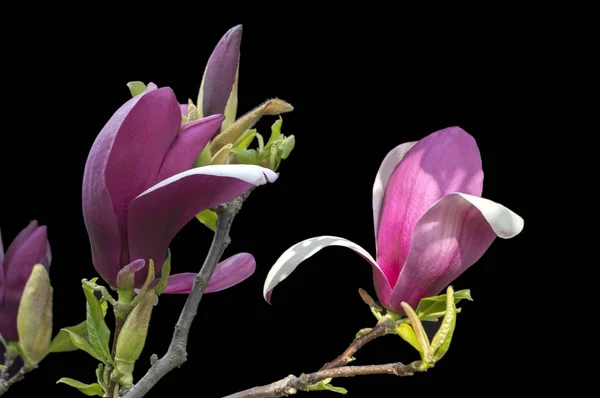 Magnolia Flowers on black background - colorful blooming spring flowers of bushes and trees