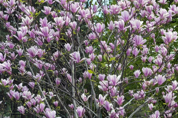 Magnolia θάμνους fotos de stock, imágenes de Magnolia θάμνους sin royalties  | Depositphotos