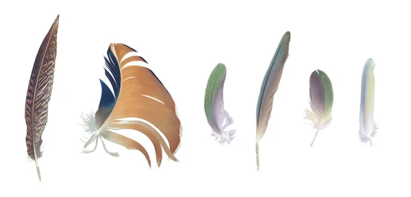Sbírka barevných peří, nastavená od náhodných ptáků — Stock fotografie