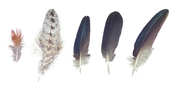 Colorful feathers collection, set from random birds — Stock Photo, Image