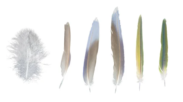 Красочные перья коллекции, набор из случайных птиц — стоковое фото