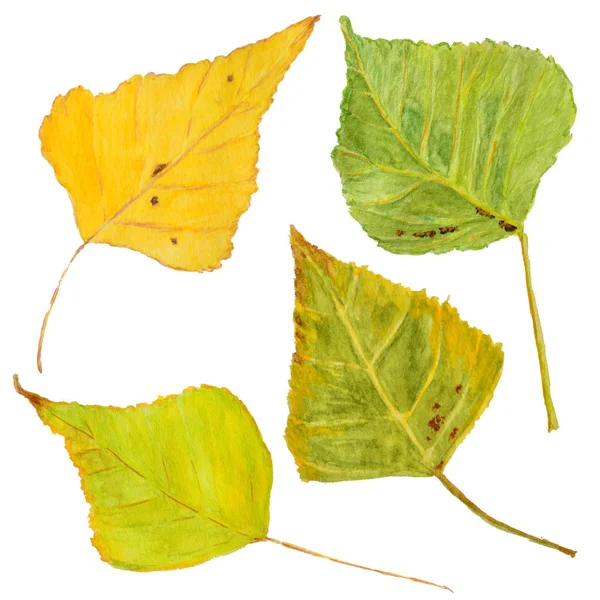 Herfst bladeren aquarel geschilderd geïsoleerd op witte achtergrond — Stockfoto