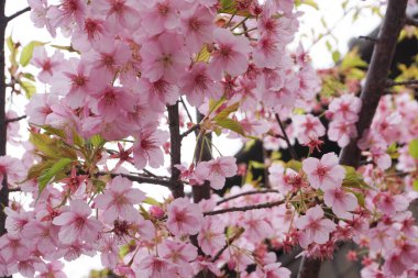 KAWAGOE, JAPON - Mart 2017: Edo Eski Kasabası. Bir sürü turist var..