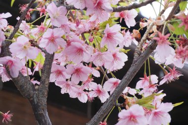 KAWAGOE, JAPON - Mart 2017: Edo Eski Kasabası. Bir sürü turist var..
