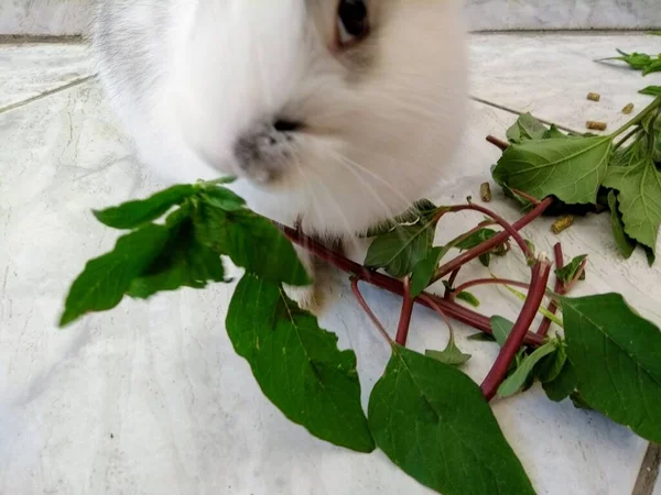 Belos Coelhos Comendo Cativeiro — Fotografia de Stock