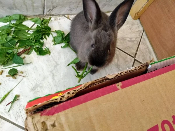 Hermosos Conejos Comiendo Cautiverio —  Fotos de Stock