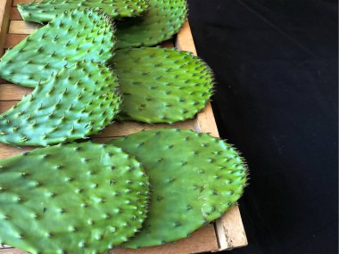 Typical vegetable of Mexico (nopal) clipart