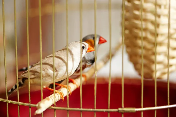 Two Zebra finch bird in cage — Stock Photo, Image