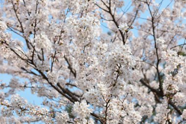 Mavi gökyüzü kiraz çiçeği sakura