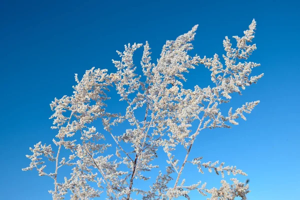 Zmrazený pelyněk tráva v zimě slunečný den s modrou oblohou — Stock fotografie