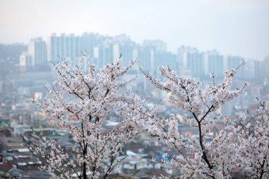 Kiraz çiçeği sakura, taşra şehri.