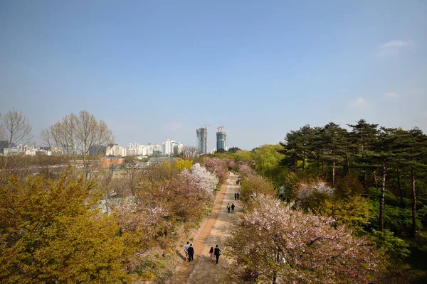 Parque forestal de Seúl durante la floración de sakura — Foto de Stock