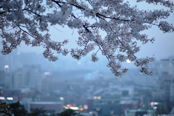 背景の街、桜の桜 — ストック写真