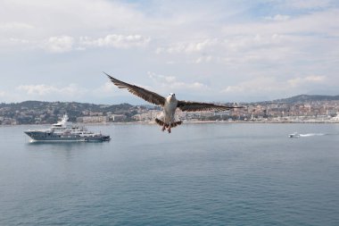 Cannes ve Akdeniz 'in arka planına karşı martı