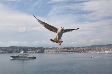 Cannes ve Akdeniz 'in arka planına karşı martı