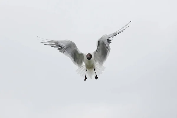 Flying seagull looking at the camera — Stock Photo, Image
