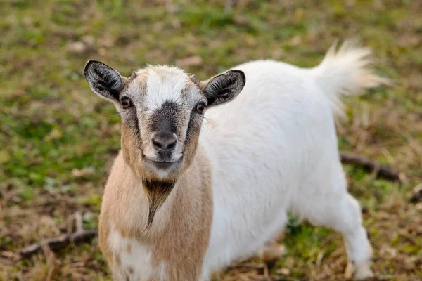 Ziege auf dem Bauernhof — Stockfoto