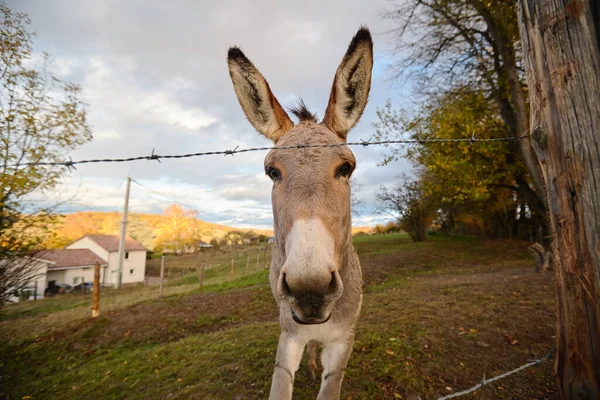 Esel auf dem Hof hinter dem Zaun — Stockfoto