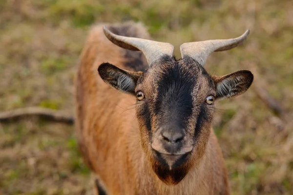 Ziege auf dem Bauernhof — Stockfoto