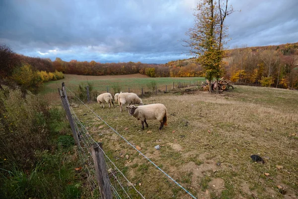 Schafe auf dem Bauernhof — Stockfoto