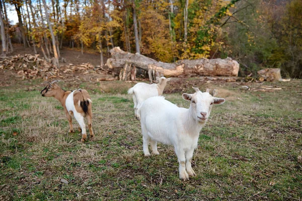 Cabras en la granja — Foto de Stock