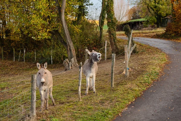 Zwei Esel auf dem Hof hinter dem Zaun — Stockfoto