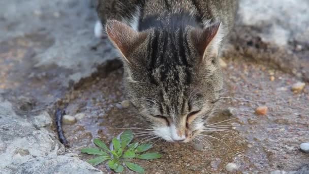 Кошка пьет воду из лужи — стоковое видео