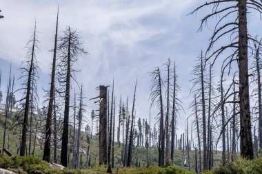 Yangın Yosemite Milli Parkı çok sık etkiler ve onun hasarı kolayca görülebilir