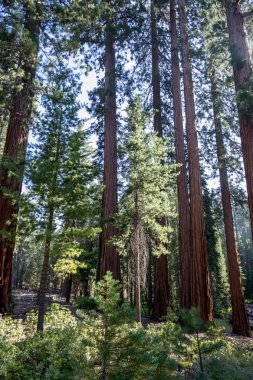 100'den fazla Olgun dev SEQUOIAS Mariposa grove, Yosemite Milli Parkı içerir