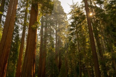 100'den fazla Olgun dev SEQUOIAS Mariposa grove, Yosemite Milli Parkı içerir