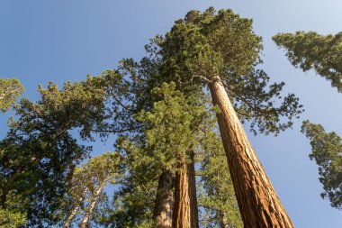 Mariposa grove at Yosemite National Park contains over 100 mature Giant Sequoias clipart