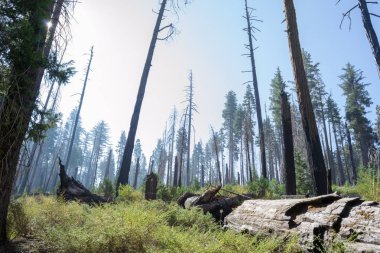 100'den fazla Olgun dev SEQUOIAS Mariposa grove, Yosemite Milli Parkı içerir