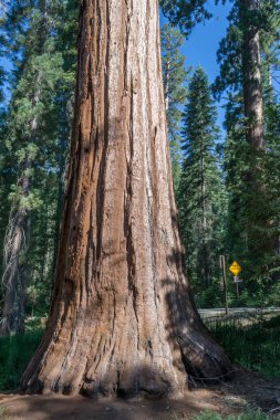 100'den fazla Olgun dev SEQUOIAS Mariposa grove, Yosemite Milli Parkı içerir