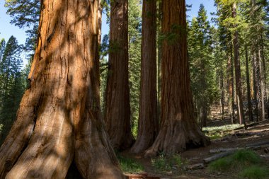 100'den fazla Olgun dev SEQUOIAS Mariposa grove, Yosemite Milli Parkı içerir