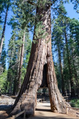 100'den fazla Olgun dev SEQUOIAS Mariposa grove, Yosemite Milli Parkı içerir