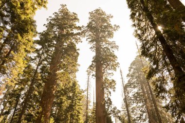 100'den fazla Olgun dev SEQUOIAS Mariposa grove, Yosemite Milli Parkı içerir