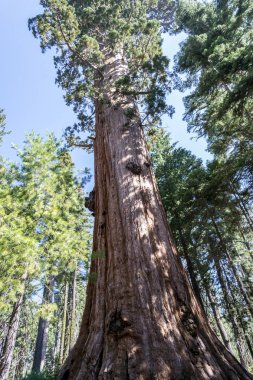 100'den fazla Olgun dev SEQUOIAS Mariposa grove, Yosemite Milli Parkı içerir