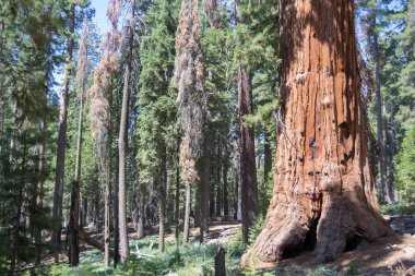 100'den fazla Olgun dev SEQUOIAS Mariposa grove, Yosemite Milli Parkı içerir