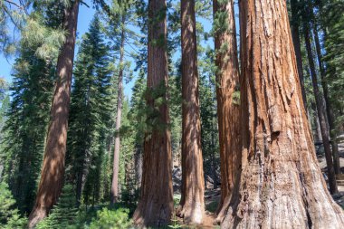 100'den fazla Olgun dev SEQUOIAS Mariposa grove, Yosemite Milli Parkı içerir