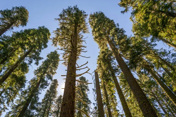 Yosemite Jest Dom Ogromną Różnorodność Drzew — Zdjęcie stockowe