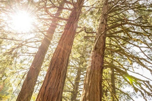 Panoramaweg Één Van Meest Spectaculaire Wandelingen Yosemite Nationaal Park — Stockfoto