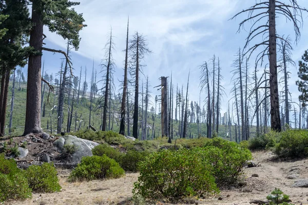 Fuego Afecta Parque Nacional Yosemite Muy Menudo Daño Puede Ver — Foto de Stock