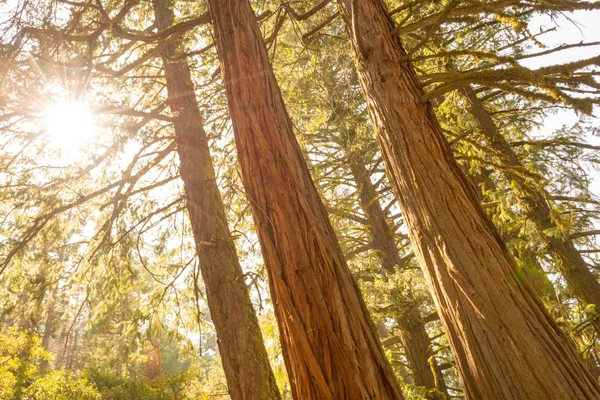 Trasa Widokowa Jest Jednym Najbardziej Spektakularnych Wycieczki Parku Narodowym Yosemite — Zdjęcie stockowe