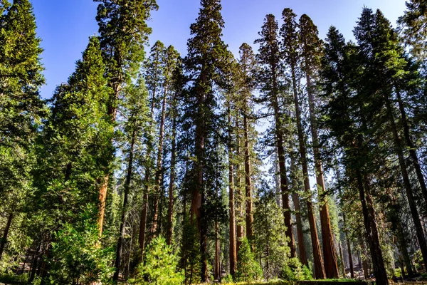 马里波萨格罗夫在优胜美地国家公园包含超过100成熟巨人红杉 — 图库照片
