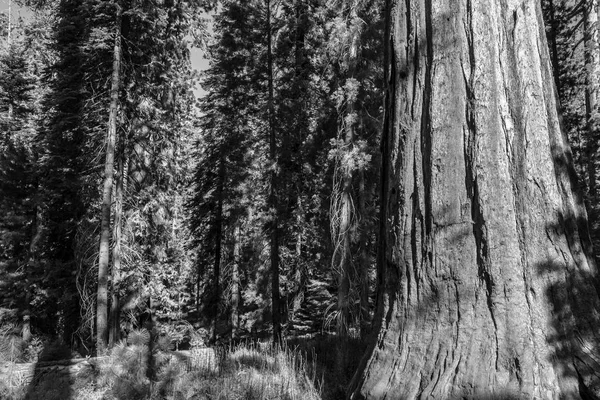 Mariposa Boschetto Parco Nazionale Yosemite Contiene Oltre 100 Sequoie Giganti — Foto Stock