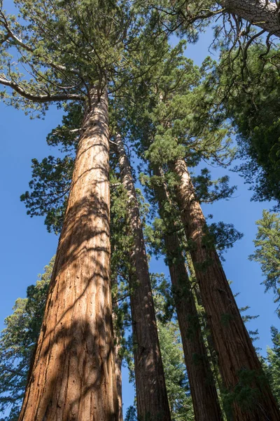 Mariposa Grove Yosemite National Park Bevat Meer Dan 100 Volwassen — Stockfoto