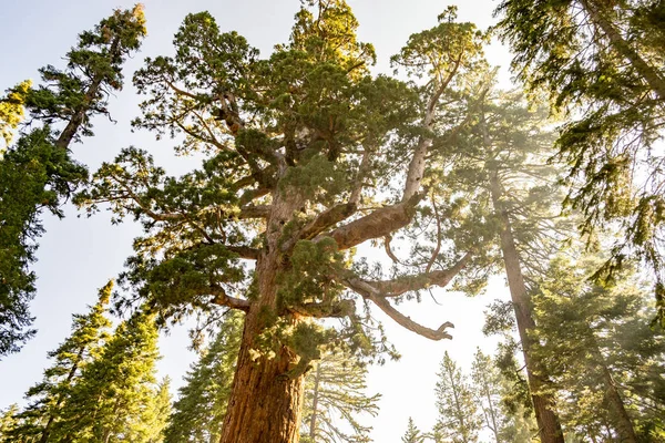 Mariposa Grove Parku Narodowym Yosemite Zawiera Ponad 100 Dojrzałych Sekwoi — Zdjęcie stockowe