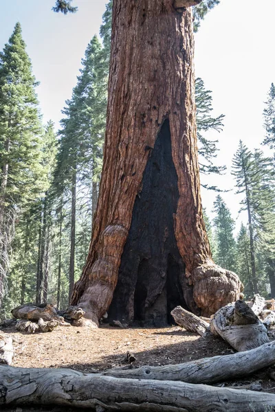 Mariposa Grove Parku Narodowym Yosemite Zawiera Ponad 100 Dojrzałych Sekwoi — Zdjęcie stockowe